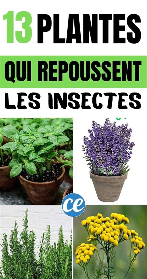 Plantes Magiques Qui Repoussent Les Insectes Naturellement