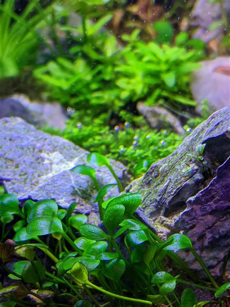 Marsilea Hirsuta Care Guide Carpet Floating Propagation The