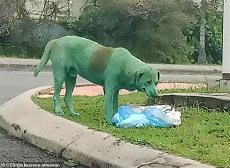 Canadian Couples Dog Gives Birth To Rare Green Puppy Lite Lite