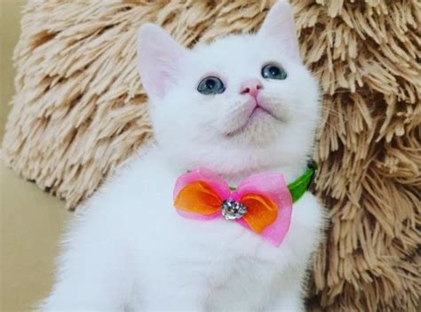 Anne altından British Shorthair Beyaz yavru kedi Tekirdağ