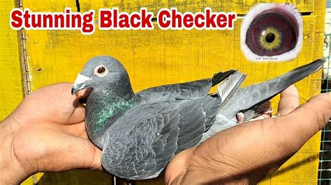 Outstanding Black Checker Pigeon Black Racing Pigeons YouTube