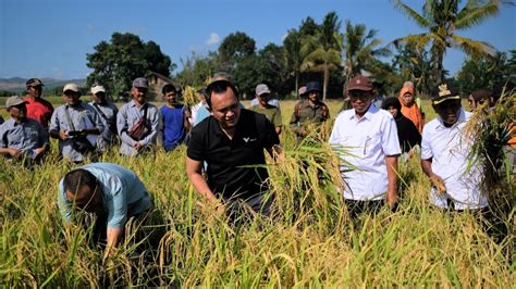 Pemberdayaan Masyarakat Lingkar Tambang Petani Organik Binaan Pt Vale