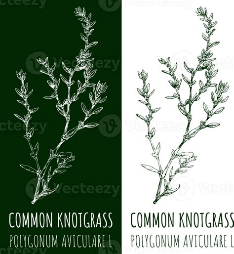 Drawing Common Knotgrass Hand Drawn Illustration The Latin Name Is Polygonum Aviculare L