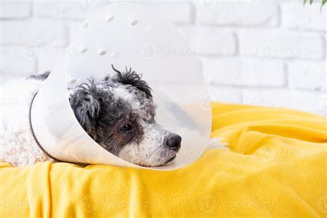 Dog Surgery Stock Photos, Images and Backgrounds for Free Download