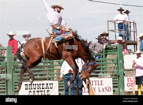 Usa Idaho Bruneau Rodeo Cowboy Competing In Saddle Bronc Riding