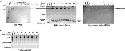 In Vitro Analyses Of The Cas Sgrna Dna Ternary Complex A Assessment