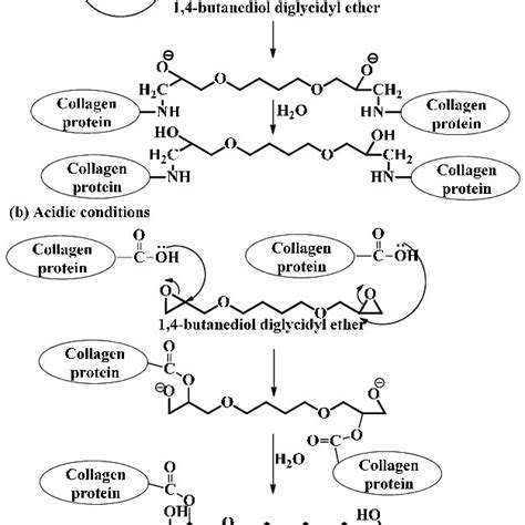 Reactions Showing Butanediol Diglycidyl Bddge Ether Mediated