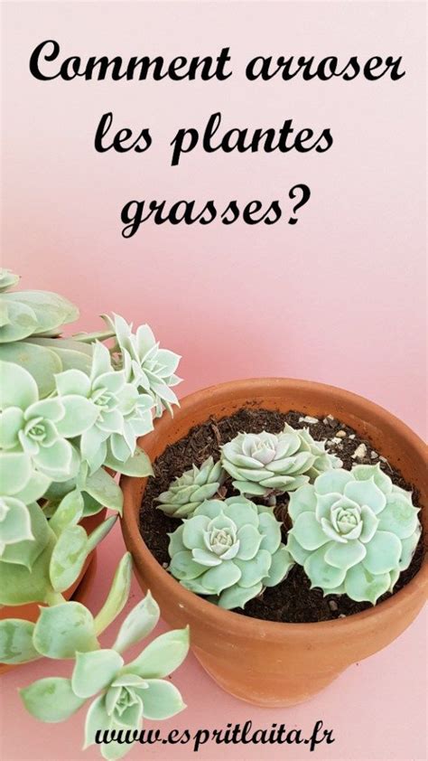 Comment Arroser Les Plantes Grasses Et Les Succulentes Plantes