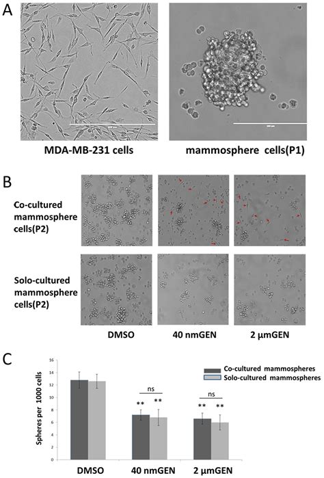 Genistein Induced Differentiation Of Breast Cancer Stem Progenitor