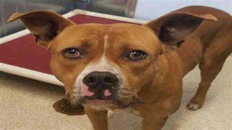 'Not adoptable' pit bull bites man in face at Lake shelter - Orlando Sentinel