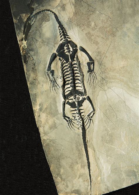 Keichousaurus Marine Reptile Fossil Photograph By Millard H Sharp