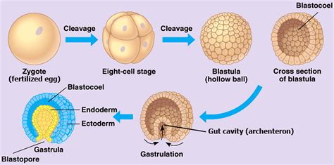 Lab 7: Animal Reproduction & Development Diagram | Quizlet