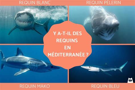 Y A T Il Des Requins En M Diterran E D Couvrez Esp Ces