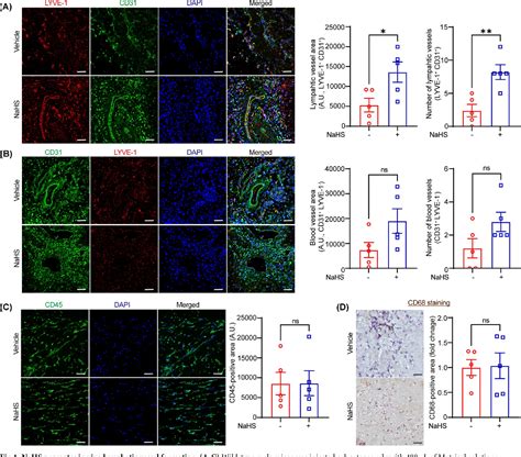 Figure From Hydrogen Sulfide Donor Activates Akt Enos Signaling And