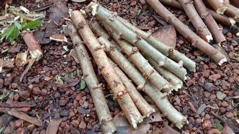 How To Plant Cassava From Cassava Stem How To Grow Tapioca Cassava Cuttings Youtube