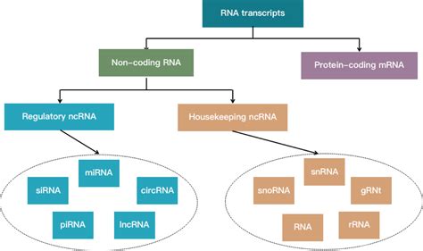 基因调控分析之非编码rna表观遗传学非编码rna Csdn博客