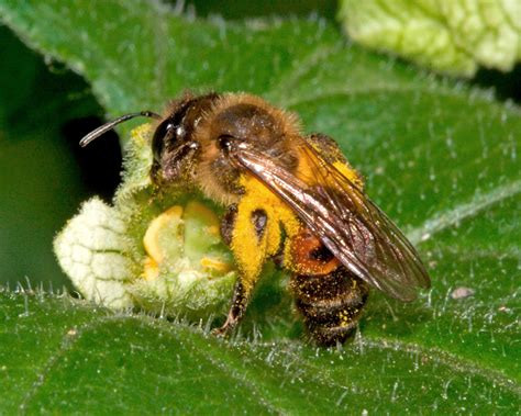 Image andrena-florea_2je.jpg | BWARS