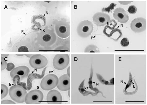 In vitro Culture and Morphology of Fish Trypanosomes from South American Wetland Areas