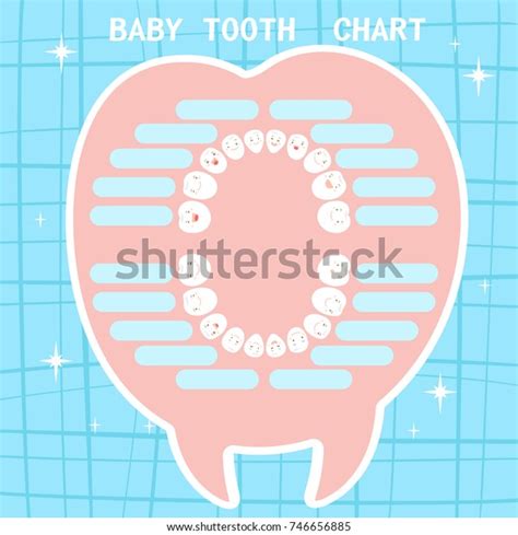 Baby Tooth Chart On Blue Background Stock Vector Royalty Free 746656885