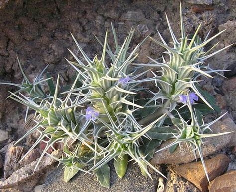 Blepharis Ciliaris L B L Burtt Botanycz
