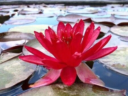 Seerose Nymphaea Perrys Red Glow Seerosenwelt Shop De