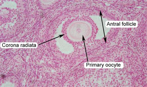 Reproductive System Histology Flashcards