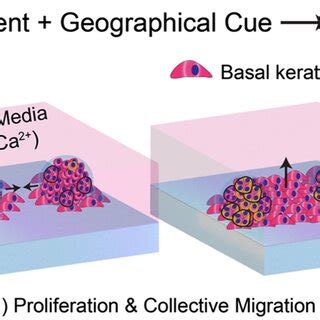 Spatially guided construction of stratified epidermal models. Schematic ...