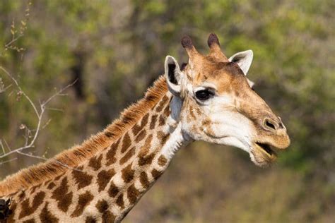 What Are Giraffe Horns Called Purpose Facts Stories