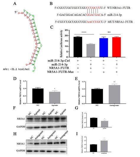 MiR 214 3p Targets NR5A1 During GCs Estradiol Synthesis A MiR 214 3p