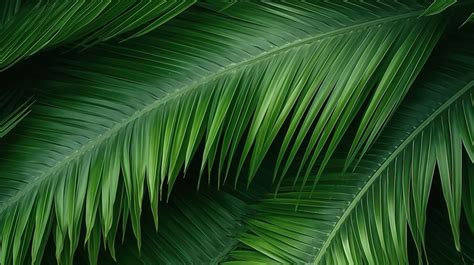 Palm Background Tropical Texture Captivating Branches Backgrounds 