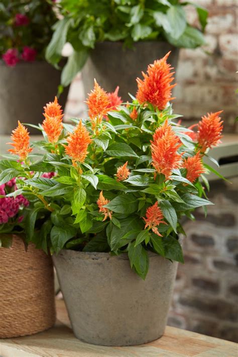 Celosia Kelos By Beekenkamp Is The Autumn Plant For Beauty And Color