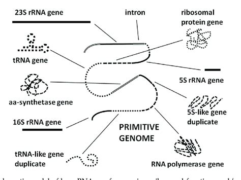 Schematic Model Of How RNAs Perform Various Ribosomal Functions And Or