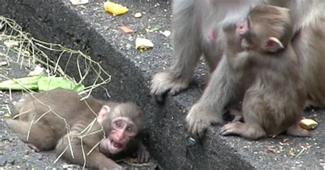 Baby Monkey Got Separated From His Mother But This Is What Happened 35