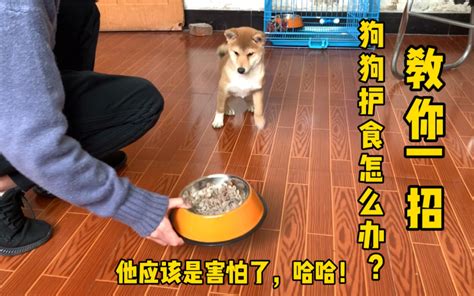 养柴犬橘子的第9天：狗狗护食怎么办？教你一招，让牠长大不护食哔哩哔哩bilibili