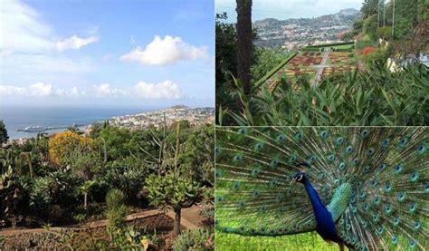 Botanical Garden on Madeira Island | World Easy Guides