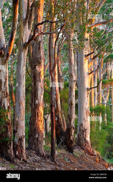 Bosque De Karri Eucalyptus Diversicolor En El Bosque De Karri Boranup