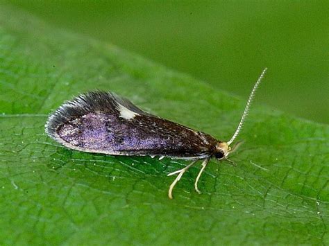 Micro Moths 1 Wildlife Insight