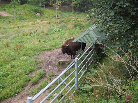 Zagroda Ubr W Bieszczady Muczne Dojazd