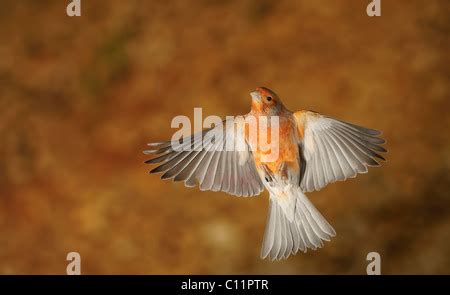 Canary Serinus Canaria Forma Domestica In Flight Stock Photo Alamy