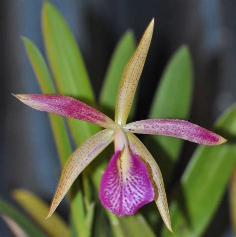 Bc Mary Dodson Is A Cross Between Brassavola Nodosa X Cattleya Schilleriana Cattleya