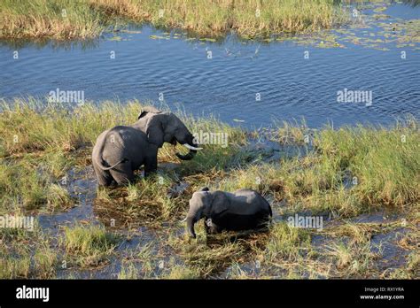 Elephant Bull At Waterhole Okavango Hi Res Stock Photography And Images