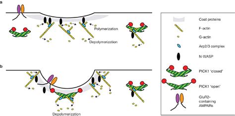 A schematic representation of a proposed model for the regulation of ... 