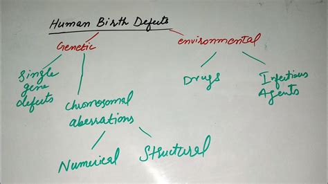 Human Birth Defects Embryology First Year Youtube