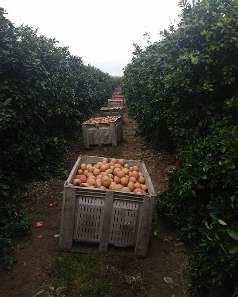 Enjoy Fresh Fruit Picking In Edinburg Texas A Fun And Delicious