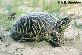 Behaviors and Adaptations - Ornate Box Turtle