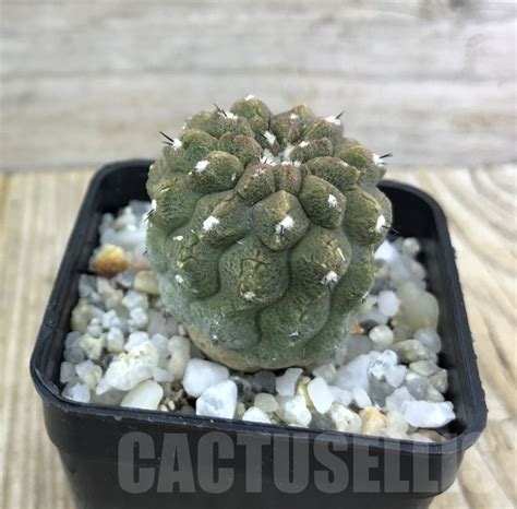 SHPR10165 Copiapoa Hypogaea Cv Lizard Skin Cactus Online