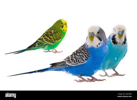 White Budgie And Green Budgie Isolated On White Background Stock Photo
