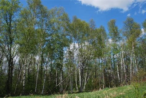 White Birch Betula Papyrifera North Carolina Extension Gardener Plant Toolbox