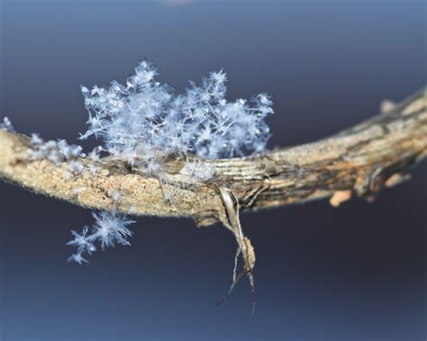 Bakgrundsbilder Vit Himmel Vinter Gren Bl Frost Sn Flingor