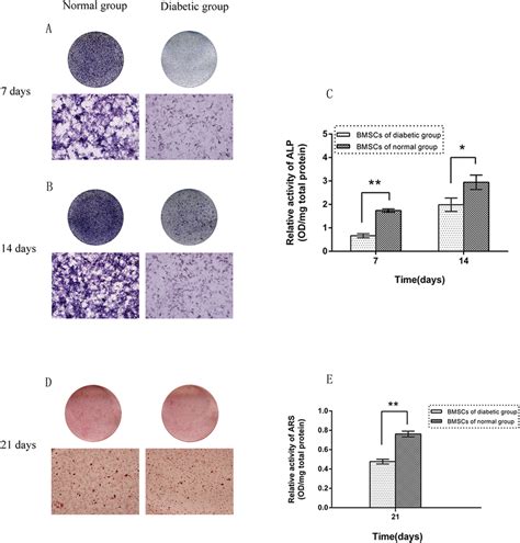 Alp Activity And Mineralization Assays A B Alp Staining Of Bmscs Download Scientific